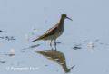 Calidris melanotos